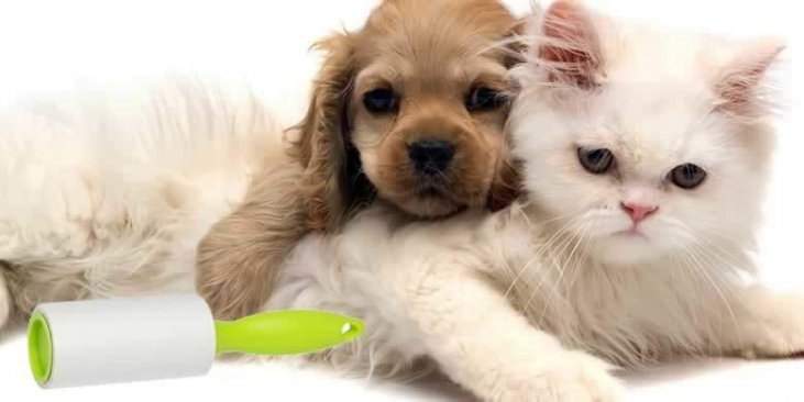 Kedi kılı toplama rulo