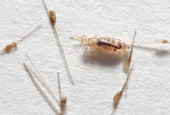 sacta-sirke-goruntusu